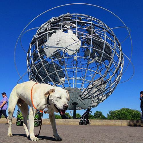 Những nỗ lực sinh tồn mãnh liệt của chó cưng.