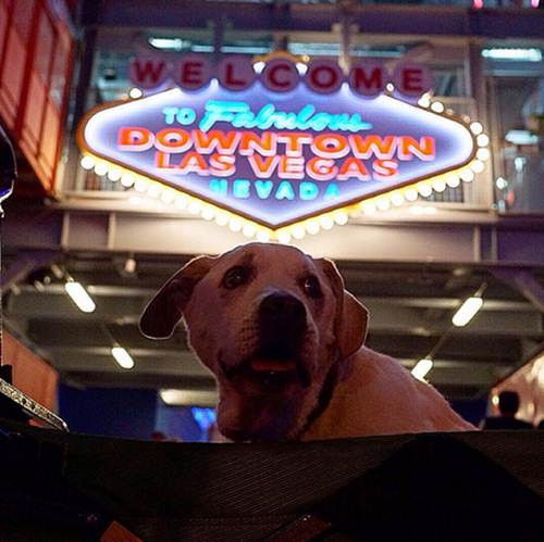 Trong suốt chuyến đi, Poh đã đến được những địa điểm nổi tiếng như đảo Mahattan ở New York, đồi Hollywood ở California, những rặng núi đá đỏ của vùng Sedona ở Arizona, nơi tưởng nhớ Elvis Presley tại Graceland...