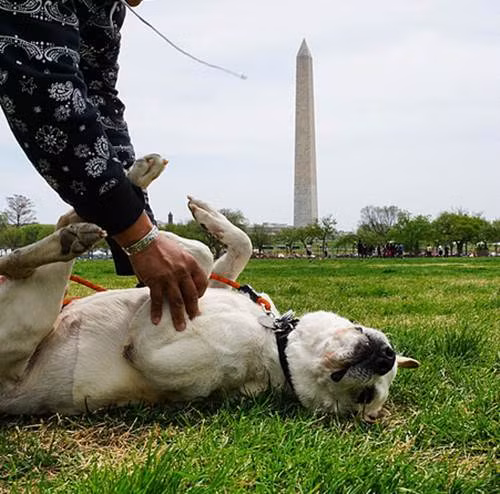 Con vật hạnh phúc khi gặp được người chủ tốt bụng.