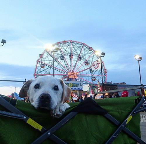 Chuyến hành trình của Poh đã nhận được rất nhiều sự quan tâm chú ý của dư luận, tất cả những ai yêu động vật và theo dõi cuộc hành trình của Poh đều cầu chúc cho chú chó già này bình phục hoàn toàn và có thể ở bên chủ nhân tốt bụng của mình một thời gian dài nữa.