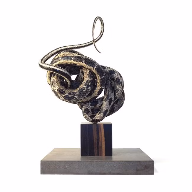 Những tác phẩm của Morgan chứa đựng những ý nghĩa về sự sinh tồn, về ranh giới sinh tử, về quy luật sinh tồn. Có thể sự kết thúc của một cuộc đời này lại là nguyên liệu để tiếp tục một cuộc đời khác.