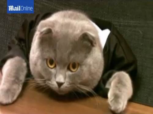 Đảm nhận vị trí giám đốc truyền thông, Bossy sẽ được nhận mức lương 110 bảng/tháng (khoảng 3,7 triệu) và sẽ được thưởng thêm bằng thức ăn cho mèo trị giá 35 bảng (khoảng hơn 1 triệu đồng). Tính ra, mức lương của Bossy còn cao hơn mức lương trung bình của nhiều người Rumani sống tại nông thôn.