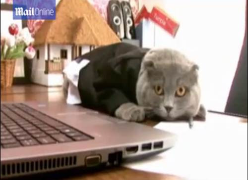 Bossy là một con mèo thuộc giống Scottish Fold, được biết đến với đôi mắt màu cam nổi bật, bộ lông màu hoa cà và đôi tai gập xuống. Câu chuyện trở thành giám đốc truyền thông của Bossy đang là tâm điểm bàn tán của dư luận.