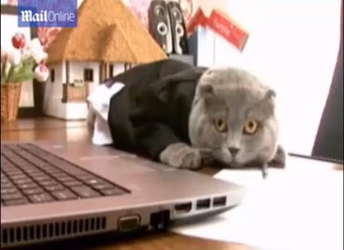 Bossy là một con mèo thuộc giống Scottish Fold, được biết đến với đôi mắt màu cam nổi bật, bộ lông màu hoa cà và đôi tai gập xuống. Câu chuyện trở thành giám đốc truyền thông của Bossy đang là tâm điểm bàn tán của dư luận.