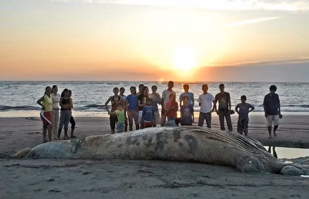 Mực ống khổng lồ, một trong những nỗi khiếp hãi của đại dương, có thể dài tới 13m, nặng 450kg và có đôi mắt còn lớn hơn cả bàn tay của bạn.