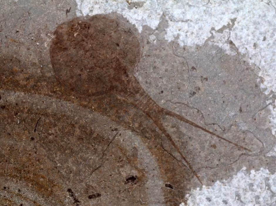 Hình ảnh hóa thạch của cua móng ngựa 165 triệu năm trước ở bảo tàng côn trùng Thành Đô.