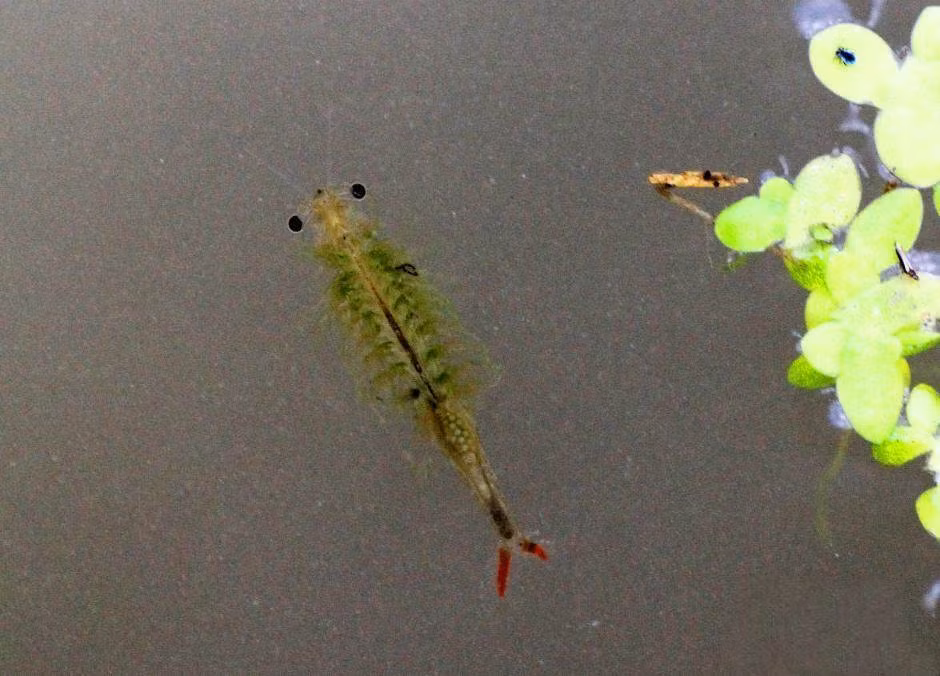 Tôm cổ tích được tìm thấy đang bơi trong ruộng lúa ở Thành Đô.