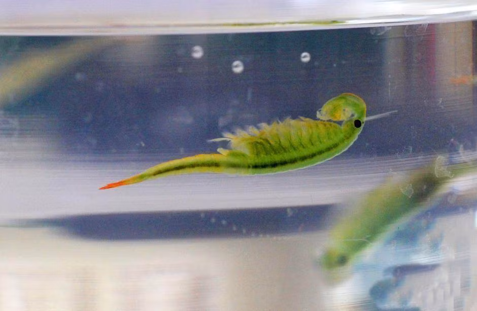 Tôm cổ tích, tên khoa học là "Chi ngạch trùng" có ngoại hình mỹ miều, màu sắc diễm lệ xanh xanh đỏ đỏ, phiêu dật trong nước như tiên nữ nên còn được gọi là "Tiên nữ hà", loài tôm kỳ lạ này cũng đã có mặt trên trái đất từ khoảng 200 triệu năm về trước.