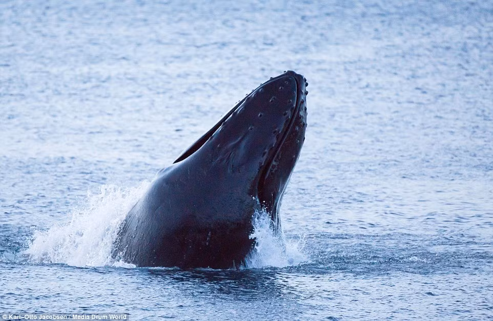 Người ta không biết chính xác lý do tại sao con cá voi nhào lộn một đầy hứng khởi như thế, nhưng theo suy đoán thì có thể nó đang cố gắng loại bỏ những ký sinh trùng khó chịu trên da hoặc đơn giản hơn, nó làm thế khi nó đang vui.