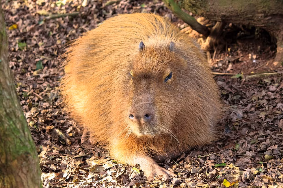 "Hãy nói tôi béo một lần nữa xem, bạn sẽ biết thế nào là "sắc đẹp ngàn cân".