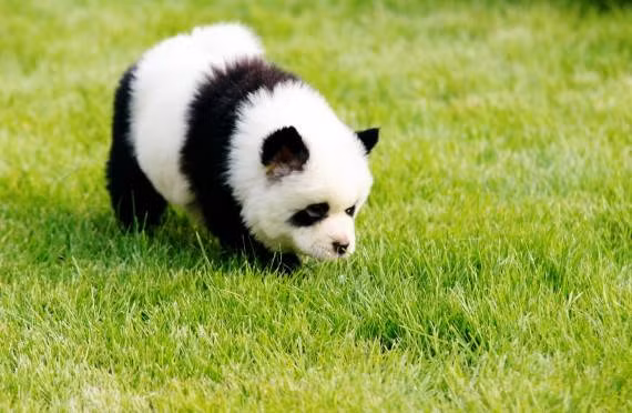 Mặc dù nhuộm lông có thể khiến chó cưng của bạn cực kỳ thời trang, trở nên siêu đáng yêu và nổi tiếng với những tạo hình đi mượn như chó hổ, chó gấu trúc nhưng kỳ thực cũng giống như con người, bộ lông của những chú chó bị nhuộm sẽ trở nên khô xơ và khó chăm sóc hơn.