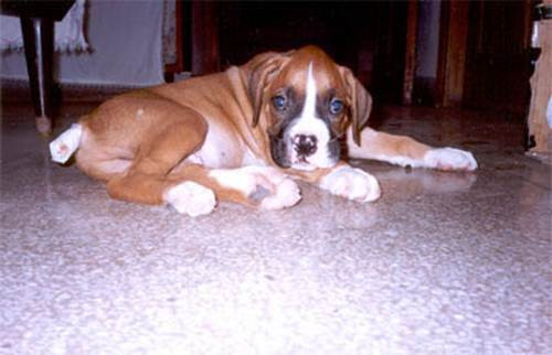 4. Làm đẹp cho chó bằng cách chặt cắt tai, chặt cụt đuôi: Một số người yêu chó muốn chú chó của mình trông đáng yêu và đặc biệt hơn đã tiến hành phẫu thuật cắt gọt tai và chặt cụt đuôi chó cưng của mình. Tuy nhiên phương pháp làm đẹp này thực sự làm tổn thương nghiêm trọng đến chó cưng của bạn. Hành động này cũng bị lên án và cấm ở nhiều nước trên thế giới.