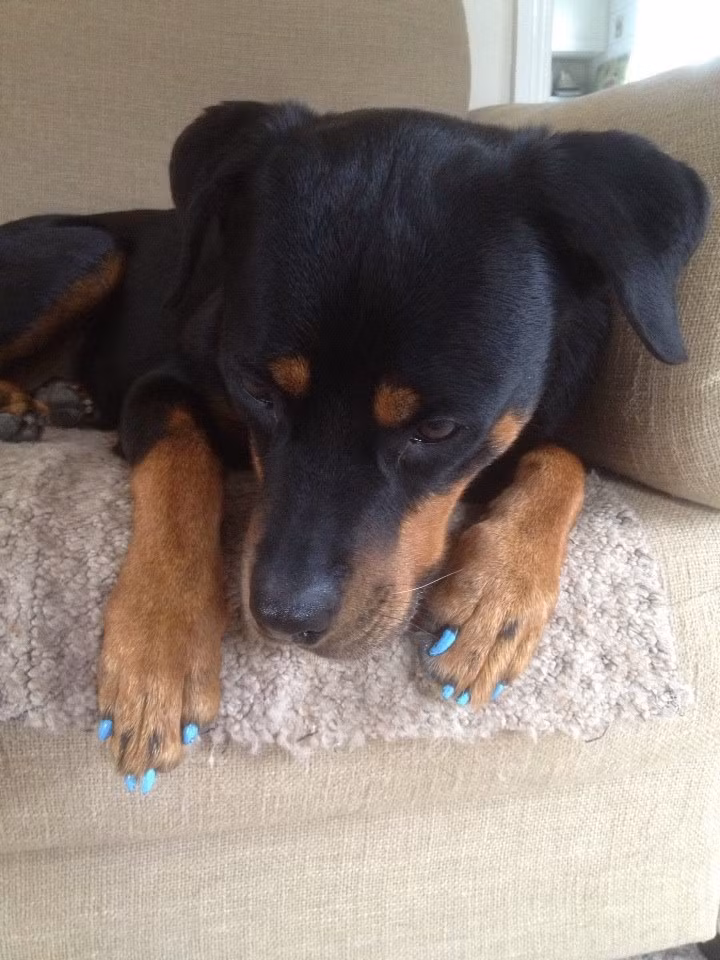 1. Sơn móng chân: Xu hướng thời trang, làm đẹp cho chó cưng bằng cách sơn móng chân có vẻ như vô hại nhưng thực sự thì những hóa chất có trong những lọ sơn móng chân có thể gây hại cho chó cưng. Nếu như vẫn muốn nàng chó của mình trông thật thời trang với bộ móng được chăm bẵm, sơn sửa hãy chắc chắn bằng cách đến bác sĩ thú y hỏi ý kiến và kiểm tra thành phần của lọ sợ móng chân.