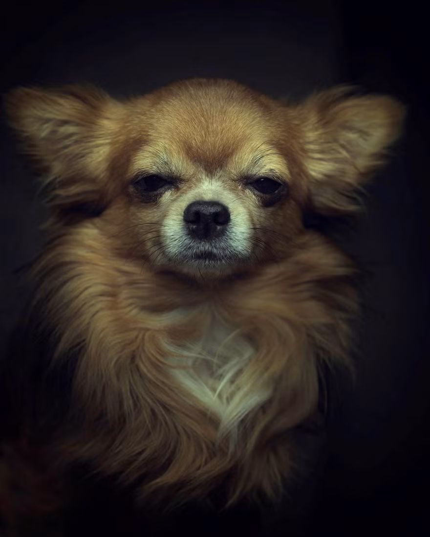 Và quả thực, tâm trạng nghiêm trọng của những bức ảnh chân dung này khuyến khích chúng ta kiểm tra khuôn mặt thú cưng cuả mình, "đọc" được nét mặt những con vật và thấu hiểu chúng hơn.