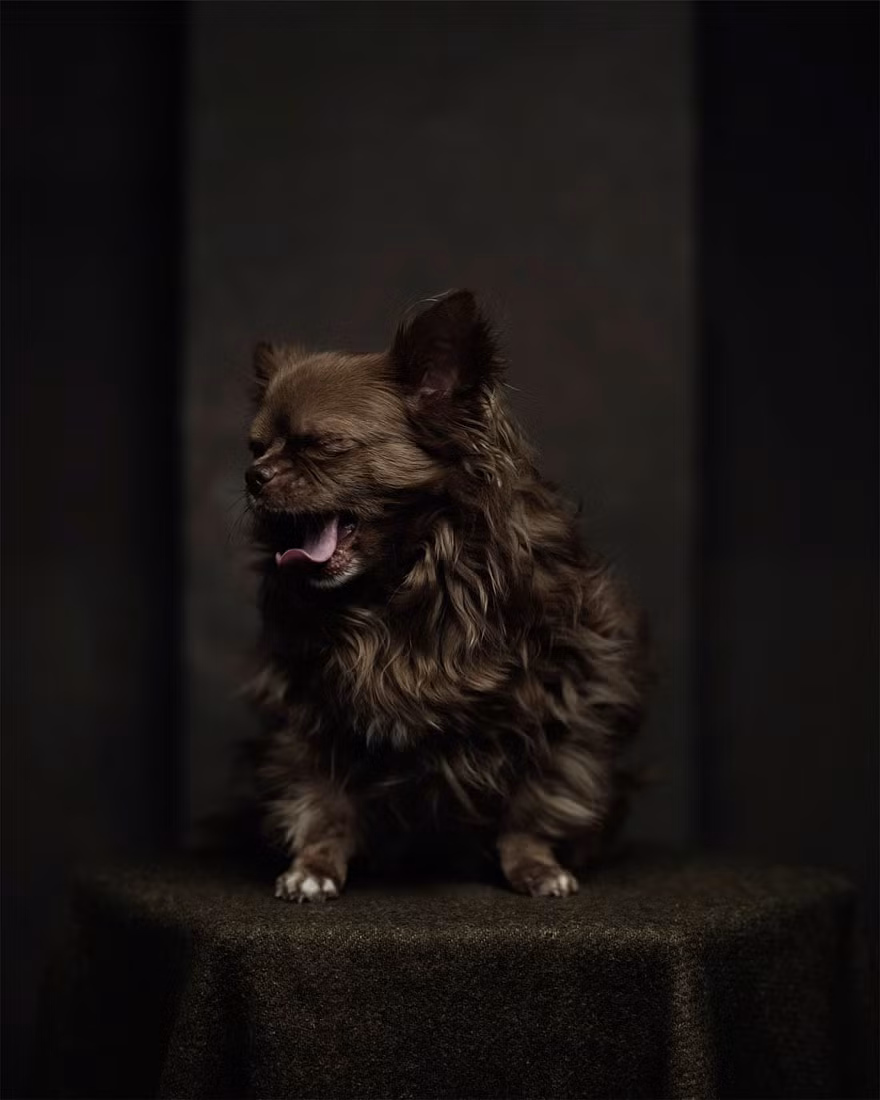 Tuy khá vất vả những thành quả đạt được khiến nhiều người ngưỡng mộ và ủng hộ đã khích lệ tinh thần cho Vincent rất nhiều. Bộ ảnh nhanh chóng được lan tỏa bởi sự độc đáo của mình.