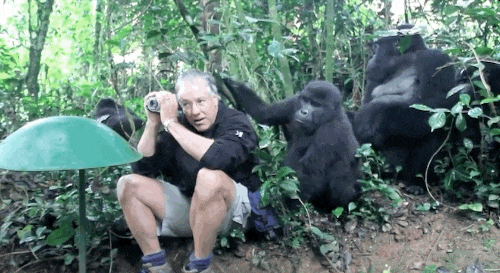 Tuy nhiên sau khi nhận John gần như vô hại thì nó bước ra phía sau để giám sát đàn con đang cực kỳ hứng thú với con người.