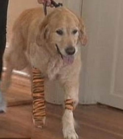 Vụ tai nạn xảy ra khi bà Audrey và Figo băng qua đường ở Brewster, New York, Mỹ và giật mình bởi chiếc xe bus đưa đón học sinh đi học không nhường đường cho người đi bộ. Khi nhận ra có nguy hiểm cận kề, Figo đã ngay lập tức xả thân, nhảy ra chắn trước đầu chiếc xe bus để bảo vệ cho bà Audrey.