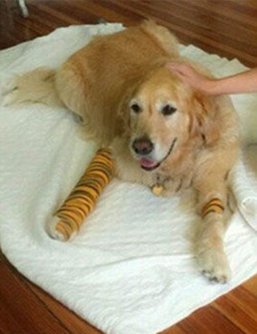 Figo là giống chó tha mồi Golden Retriever, thuộc họ nhà chó ưa hoạt động, chơi đùa, rất trung thành và thông minh. May mắn vượt qua tai nạn, cả Figo và chủ nhân của mình càng thêm gắn bó hơn.