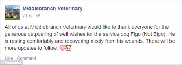 Bệnh viên thú y Middlebranch Veterinary thông báo tình trạng sức khỏe đang hồi phục nhẹ của Figo.