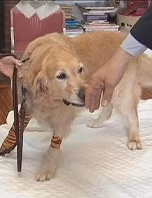 Câu chuyện về chú chó Figo dũng cảm xả thân cứu chủ đã truyền cảm hứng cho rất nhiều người, chứng minh sự liên kết, gắn bó đầy tình cảm giữa con người và động vật.