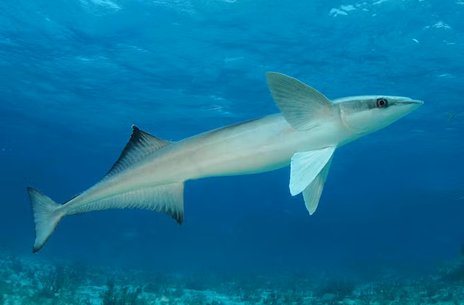 Remoras, họ cá ép, cá mút tàu, đôi khi còn được gọi là cá giác mút. Đây là một loài cá biển mảnh mai chuyên ăn thức ăn còn sót lại từ bữa ăn của người khác, ăn da chết. Theo báo cáo, đôi khi chúng cũng ký sinh trùng trên cá heo và cá voi như loài rận cá voi và hà biển.