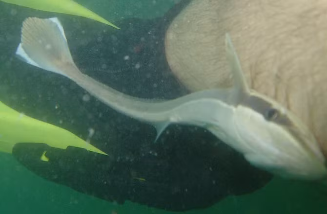 Con cá Remoras bám ngay vào chân thợ lặn trong khi người thợ lặn chỉ xuống biển trong một thời gian ngắn.