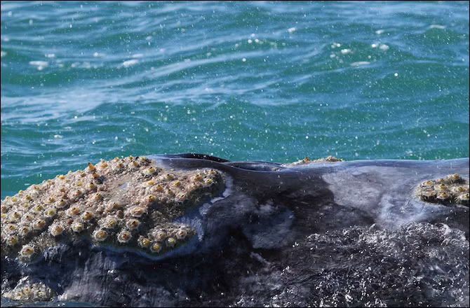 Hà thường không ký sinh đơn độc trên thân của cá heo và cá voi, chúng có hàng xóm là loài rận ký sinh cá voi. Loài rận ăn da chết và giúp những vết thương của cá voi sạch sẽ. Vì thế, sự hiện diện của chúng trong một số trường hợp dường như có lợi cho vật chủ. Trong ảnh là hà và rận ký sinh trên một con cá voi xám.