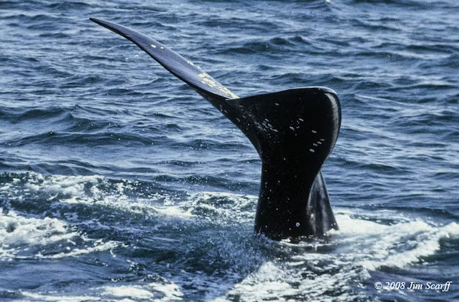 Một số giả thuyết cho rằng những con hàu, hà gây ngứa ngáy, khó chịu cho vật chủ nhưng theo Aznar chưa có một chứng minh nào chỉ rõ điều này, chưa ghi nhận trường hợp loài ký sinh trùng này có thể sản xuất chất gây ngứa.