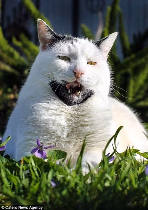 Sự xuất hiện của mèo Gary khiến cho nhiều ngôi sao động vật khác phải dè chừng.