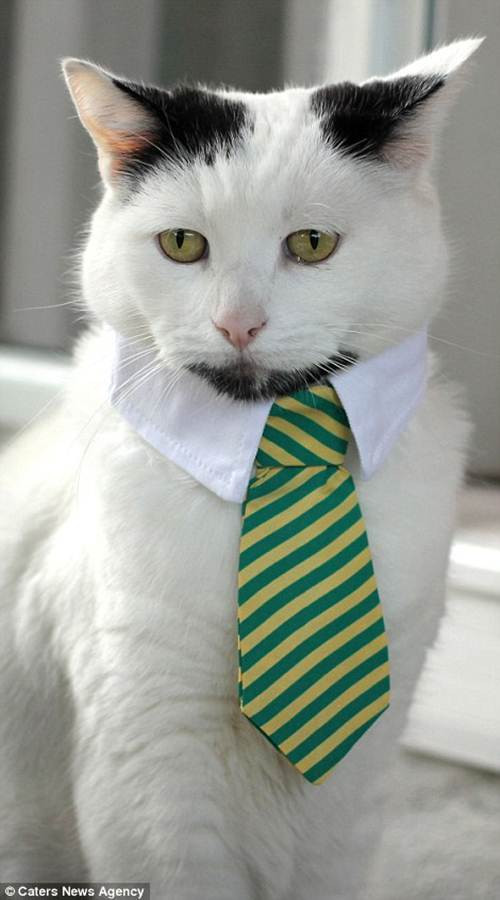 Ngay từ bé Gary đã có bộ râu dê đặc biệt nên càng lớn chú mèo này lại càng trổ mã hơn.