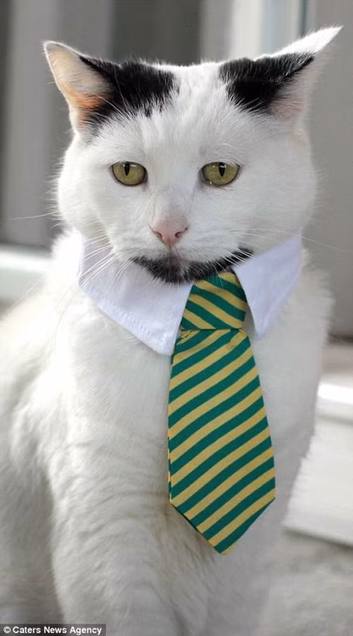 Ngay từ bé Gary đã có bộ râu dê đặc biệt nên càng lớn chú mèo này lại càng trổ mã hơn.