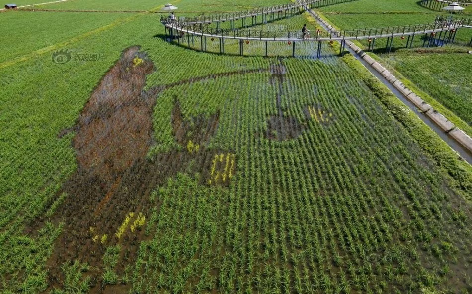 Để có được những bức tranh ấn tượng này cần có sự nghiên cứu kỹ lưỡng và khả năng tưởng tượng phong phú, phối màu của nhiều giống lúa khác nhau cũng như tính toán đến cả quá trình phát triển của cây lúa để đạt được màu sắc ưng ý nhất.