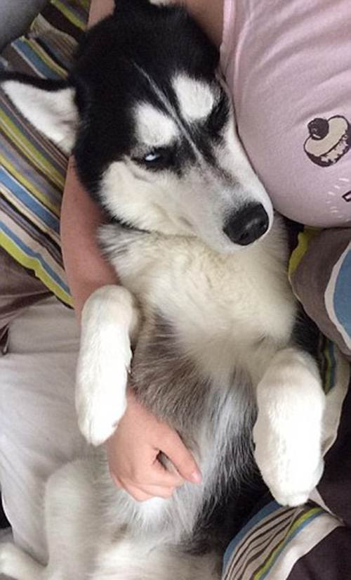 Anuko thuộc giống chó Husky, Jasmine và Anuko đã gắn bó với nhau từ khi Anuko còn là một cậu bé, Anuko đã giúp Jasmine vượt qua căn bệnh trầm cảm, trở nên hòa nhập hơn.