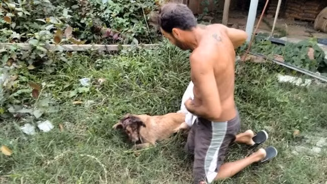 Rất nhanh chóng, bỏ qua mọi sự ghê sợ, người đàn ông người Brazil này xem xét những tổn thương của chú chó một cách cẩn thận và sau đó cởi áo băng bó tạm cho chú chó đáng thương, mang về nhà.