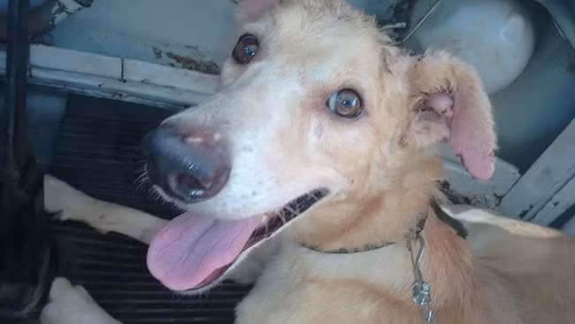 Với sự giúp đỡ của các bác sĩ thú y và sự chăm sóc tận tình của người chủ mới, chú chó này đã dần phục hồi cả về tinh thần lẫn thể chất.