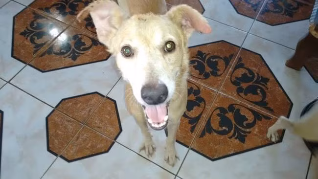 Hiện, chú chó đã phục hồi hoàn toàn và trở thành một thành viên mới trong gia đình của Wilson, người đàn ông nguyện dùng cuộc đời mình để giúp các loài động vật nghèo đói và đau đớn ở Rio de Janeiro, Brazil.