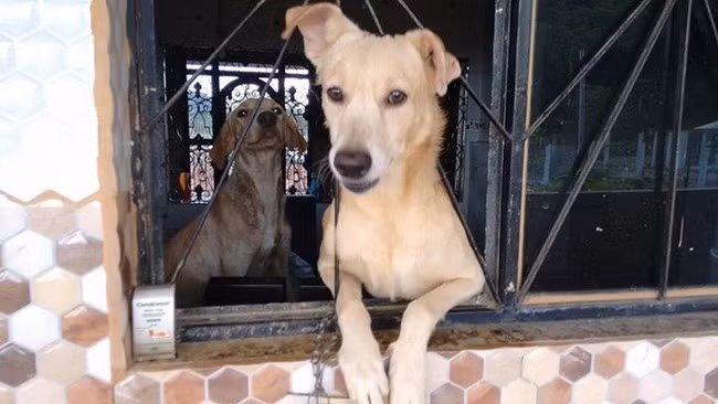 Chú chó đáng thương ngày nào đã trở nên đẹp hơn bao giờ hết.