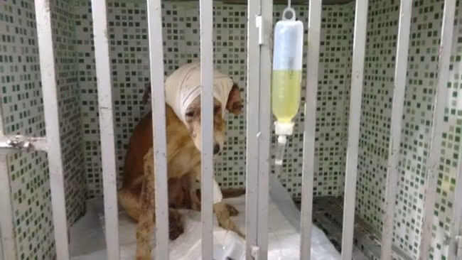 Tuy nhiên, vì bị ngược đãi dã man, vết thương quá nghiêm trọng nên quá trình phục hồi của chú chó này kéo dài với nhiều đau đớn.