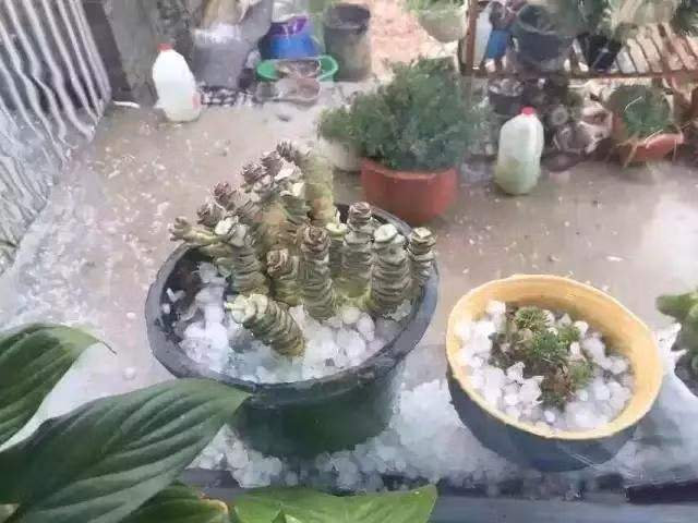 Cây cối gẫy ngọn, bị ướp đầy đá lạnh.