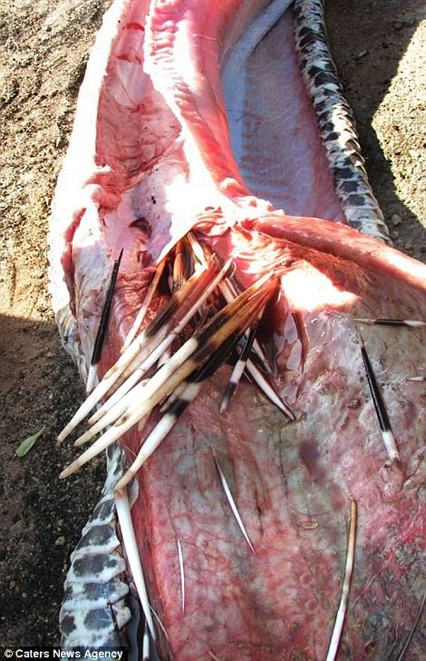 Tuy nhiên, Jennifer Fuller, giám đốc khu bảo tồn động vật hoang dã ở Nam Phi cho biết, cũng có thể nguyên nhân cái chết của con trăn là do trong khi đang tiêu hóa con nhím, nó rơi xuống mỏm đá và chính điều này đã khiến những chiếc lông nhím chuyển hướng sang đâm vào nội tạng con trăn.