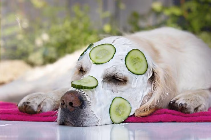 Mali là một chú chó giống Golden Retriever, thuộc sở hữu của nhiếp ảnh gia người Đức Gabi Sticker. Mali có một đôi mắt ướt và khuôn mặt trầm tư, lúc nào cũng buồn rười rượi, tuy nhiên, cuộc sống của chú chó mặt buồn này lại giống như cuộc sống thần tiên đáng mơ ước.