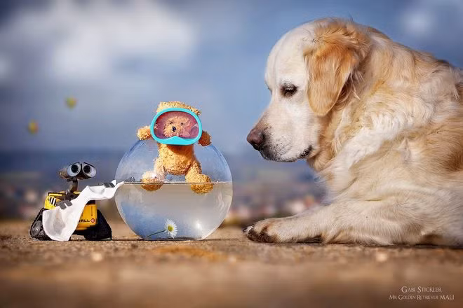 Cuộc sống hạnh phúc đáng ngưỡng mộ của chú chó mặt buồn Mali.