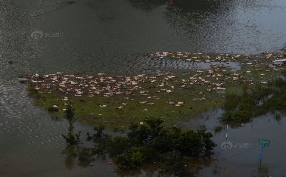 Mưa lũ kéo dài nhiều ngày đã khiến hàng trăm, hàng ngàn trang trại lợn của những làng nông nghiệp ở thung lũng người Dao ngập sâu trong nước, kéo theo số phận thảm thương của hàng triệu con lợn không cách nào thoát được cảnh chết đuối.