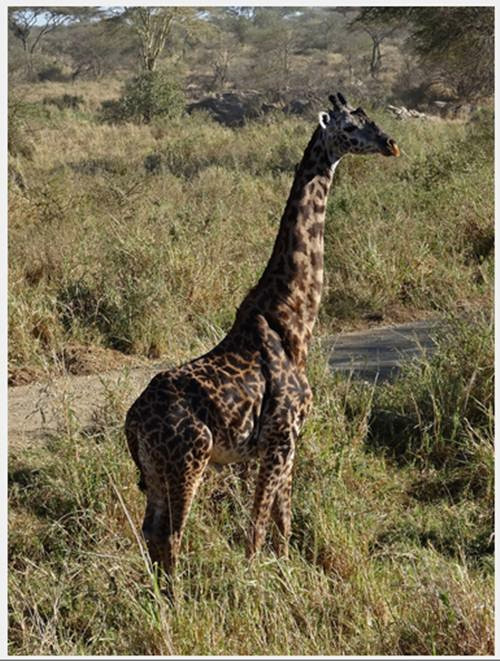 Hươu cao cổ đầy cơ bắp lực lưỡng.