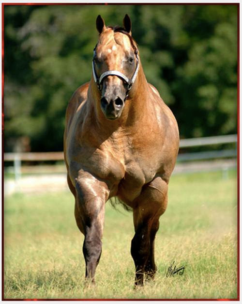 Anh chàng ngựa bảnh bao này không rõ đã chạy bao nhiêm dặm, luyện tập nghiêm khắc đến thế nào mới có thể sở hữu thân hình lực lưỡng như một vận động viên thể hình chuyên nghiệp như thế này.