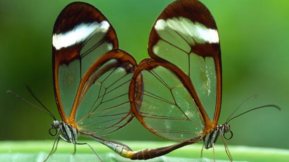 Bướm cánh thủy tinh, tên khoa học là Greta oto. Đúng như cái tên, loài bướm này có đôi cánh trong suốt với viền nâu một sọc ngang trắng rất đặc sắc. Tuyệt vời hơn, cấu trúc nano của đôi cánh loài bướm này có thể làm giảm đáng kể sự phản xạ, tương lai có khả năng được nghiên cứu sử dụng trong màn hình máy tính và màn hình điện thoại thông minh.