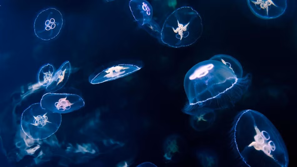 Sứa mặt trăng đực, chúng có cơ thể gần như trong suốt không giống như con cái có cơ thể màu hồng nhạt.