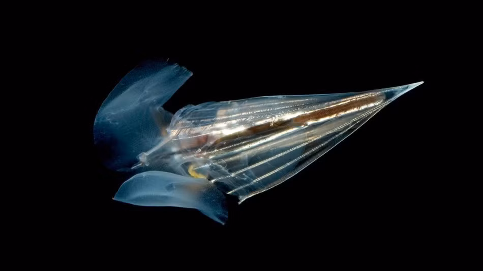 Bướm biển Thecosomata, được cho là chiếm hơn 50% của các động vật phù du ở vùng biển Bắc cực, loài động vật có thân thể trong suốt này sử dụng đôi cánh của mình như những chiếc vây, thay vì bay lượn trên bầu trời, nó lướt đi trong lòng biển.