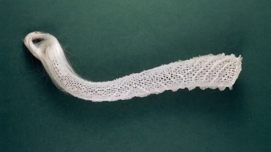 Giỏ hoa của nữ thần Venus (Euplectella aspergillum) còn được gọi là miếng bọt biển thủy tinh. Bộ xương của loài động vật này được làm bằng silica, vật liệu chính được sử dụng để làm thủy tinh. Chúng cũng ăn sinh vật phù du bằng cách hút nước vào và lọc. Đôi khi chúng cũng phát quang sinh học nhờ ánh sáng được tạo ra bởi vi khuẩn sống trên bề mặt của mình.