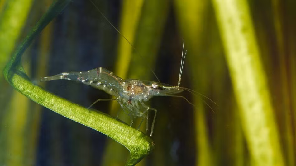 Tôm ma Palaemonetes, động vật giáp xác nhỏ đã tiến hóa để trở thành gần như vô hình để trốn tránh những động vật săn mồi. Thuật ngữ "tôm ma" được áp dụng cho một số nhóm động vật, là lớn nhất của chi Palaemonetes. Đôi khi chúng được gọi là "tôm thủy tinh", nhờ khung xương gần như trong suốt của mình, hoặc "tôm cỏ" vì chúng rất thích sống giữa rong rêu, cỏ dại.